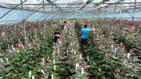 工作人员在采摘玫瑰|陕西省花卉协会